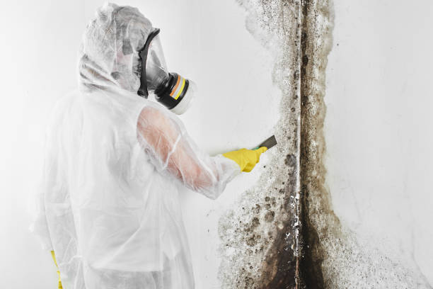 Best Crawl Space Mold Remediation in Steiner Ranch, TX