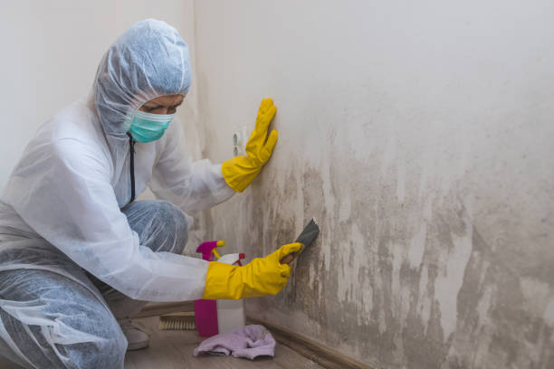 Best Mold Testing and Inspection Services in Steiner Ranch, TX