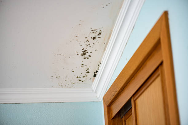 Best Mold Remediation for Specific Building Types in Steiner Ranch, TX