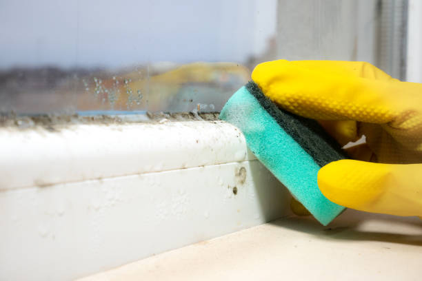 Best Mold Remediation for Schools in Steiner Ranch, TX