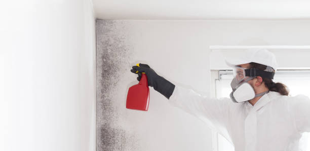 Trusted Steiner Ranch, TX Mold Remediation Experts