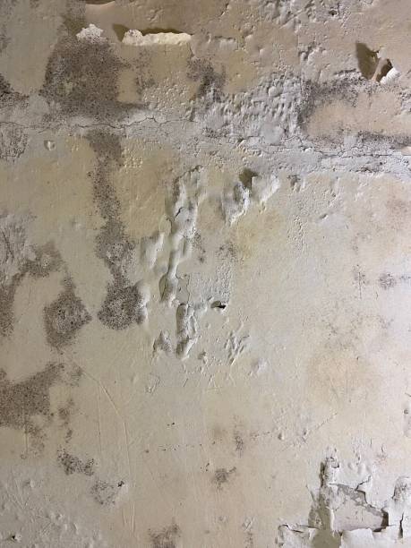 Best Residential Mold Remediation in Steiner Ranch, TX