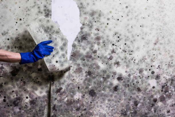 Best Residential Mold Remediation in Steiner Ranch, TX