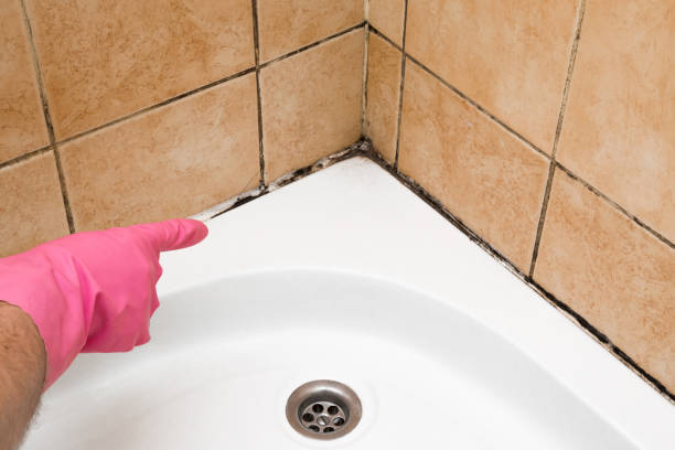 Reliable Steiner Ranch, TX Mold Remediation Solutions